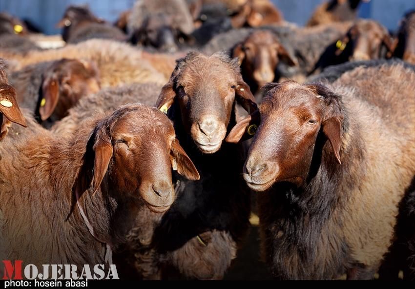 گوسفند کرج نو،ساسانی ،زنده حیدرآباد دشت مغان|حیوانات مزرعه|کرج, کرج نو|دیوار