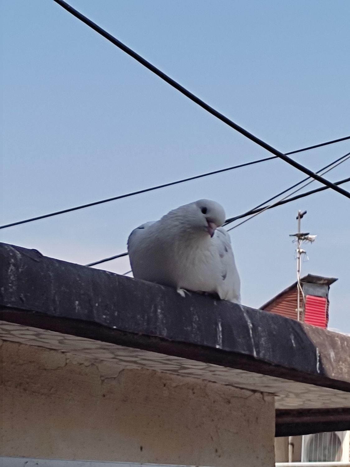 کبوتر خوشگل پرشی نشاندار جفتی|پرنده|رشت, گیل|دیوار