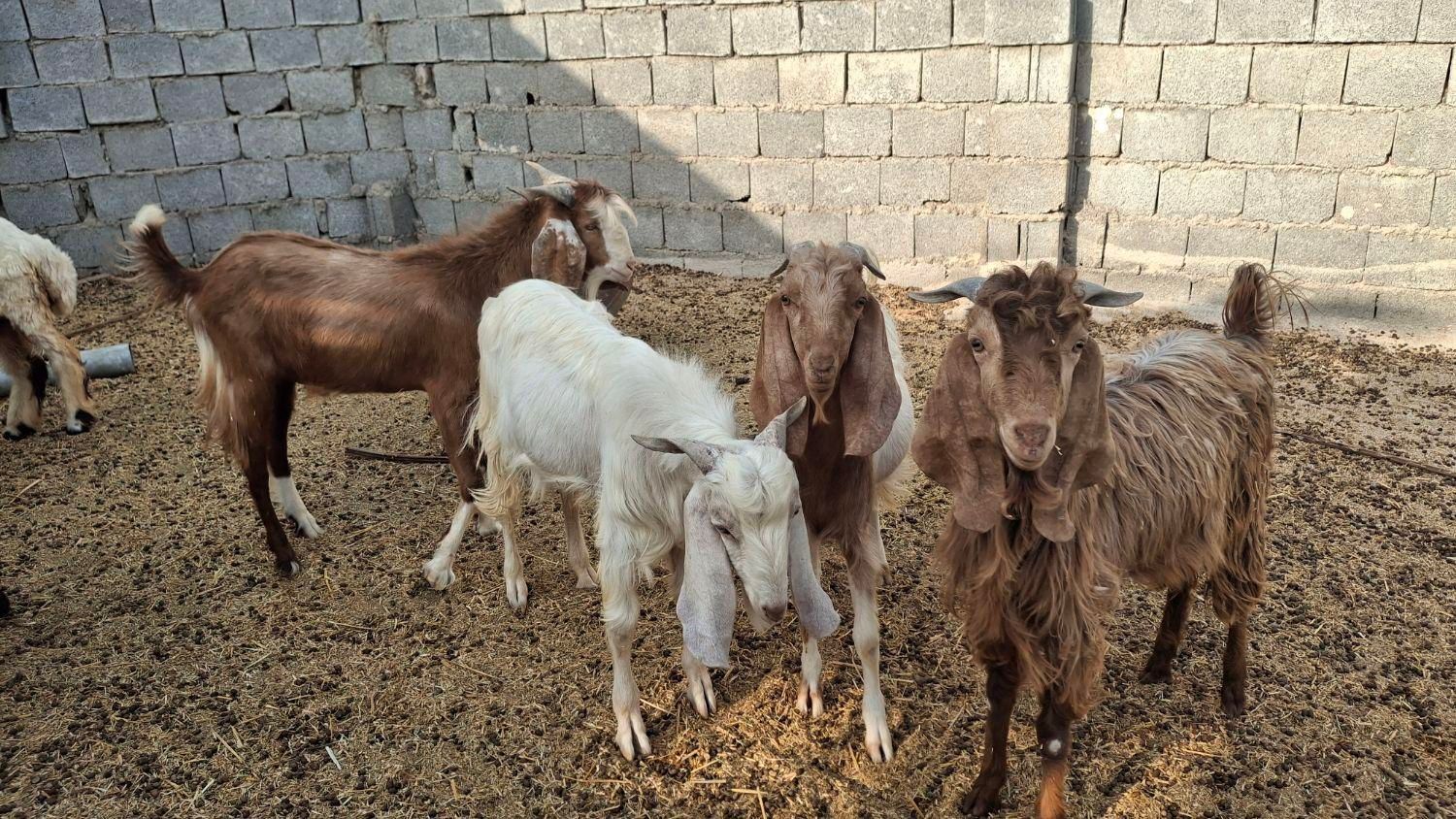 کهره نرگوشتی|حیوانات مزرعه|بوشهر, |دیوار