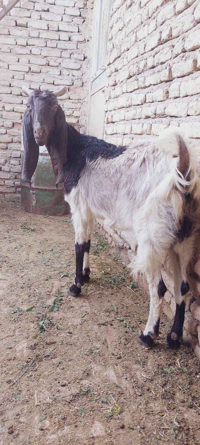 چبش بذری بز کولار پاکستانی|حیوانات مزرعه|جهرم, |دیوار