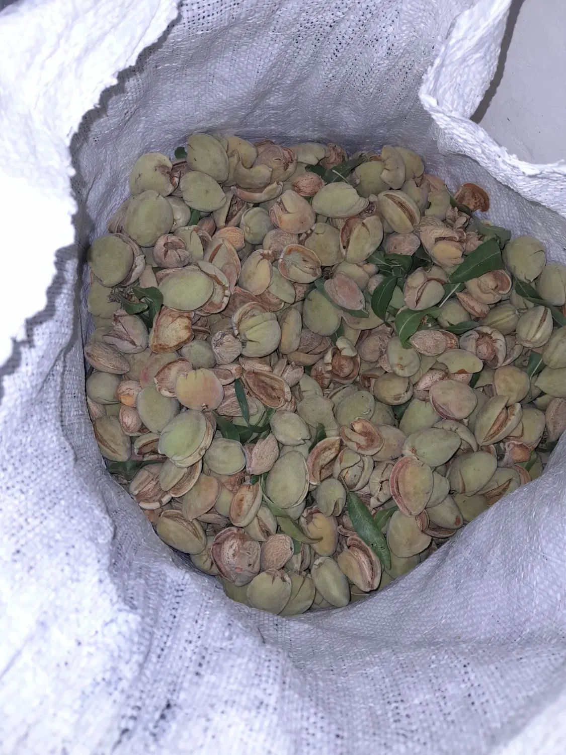 بادام پوست کاغذی|خوردنی و آشامیدنی|اصفهان, تیران|دیوار