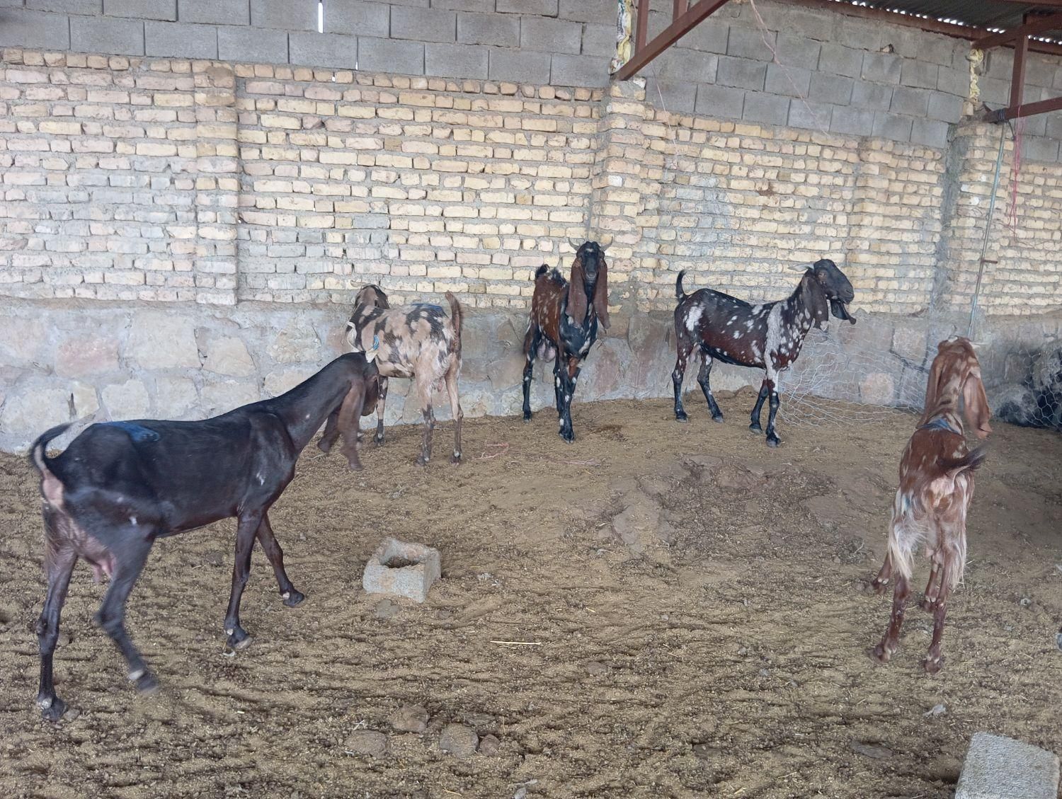 بز پاکستانی|حیوانات مزرعه|چناران, |دیوار