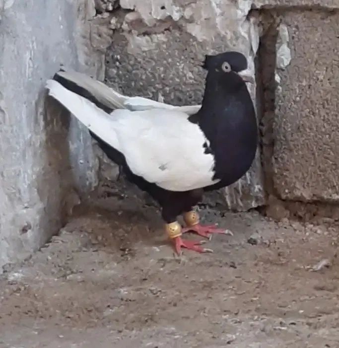 سینه ای ماده ۲ عدد نوک روشن، بدون دورنوک، سری ۷۰۰|پرنده|دزفول, |دیوار