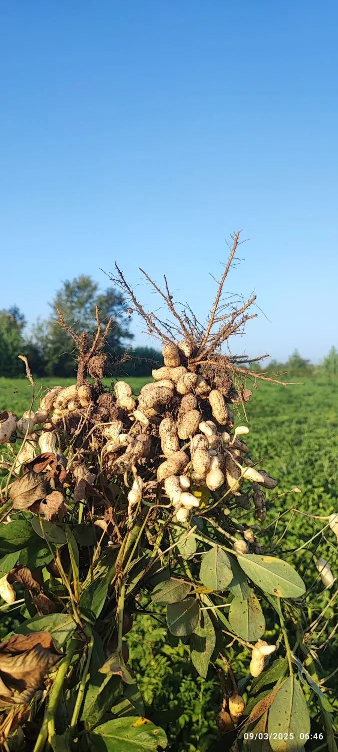بادام درجه یک آستانه اشرفیه ممتاز محصول شهریور 404|خوردنی و آشامیدنی|تهران, الهیه|دیوار