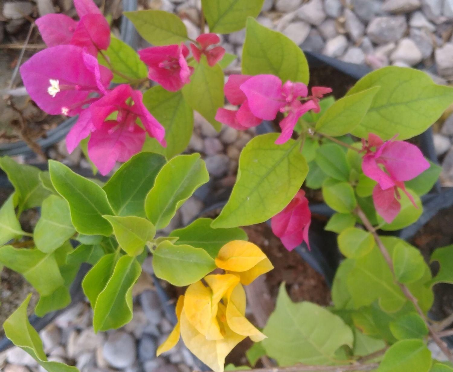 نهال نارگیل و گل های گرمسیری|گل و گیاه طبیعی|بندرعباس, |دیوار