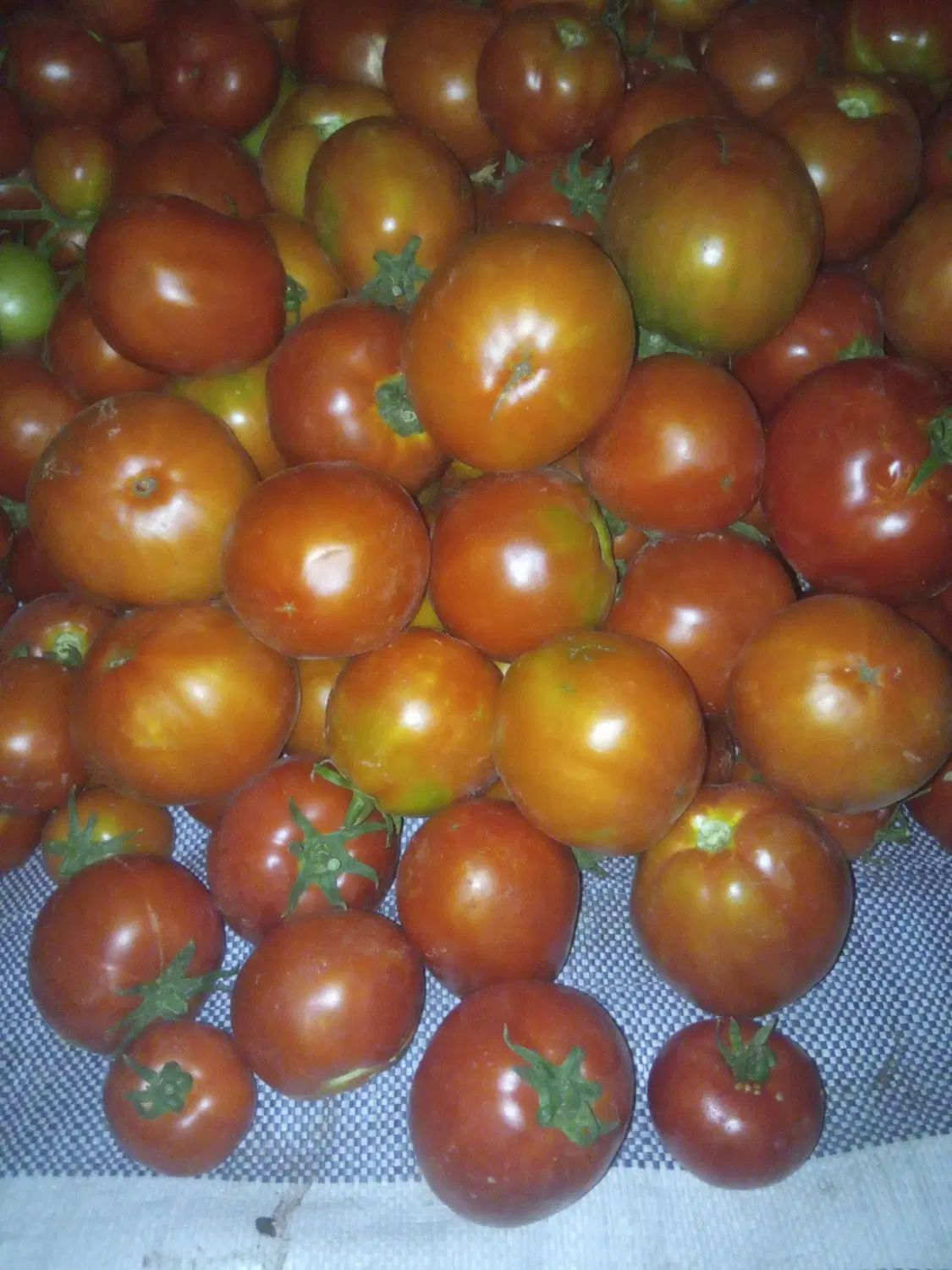 گوجه فرنگی مخصوص رب به شرط ازبذر خاص و مرغوب ترین|خوردنی و آشامیدنی|بوکان, |دیوار