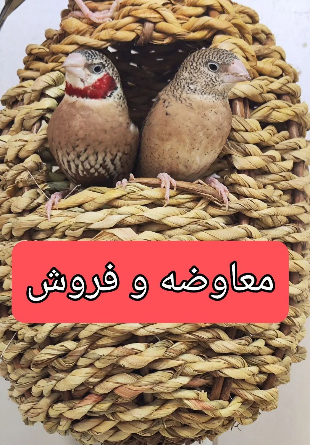 فنچ گلو بریده جغدی زبرا توت فرنگی نرگسی کینگ گلدین|پرنده|تهران, خاوران|دیوار