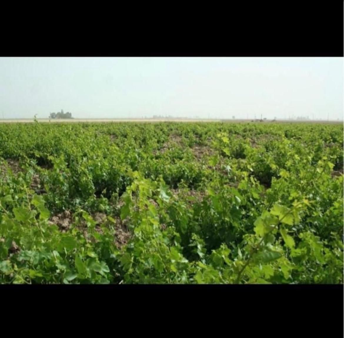 فروش زمین ۵۲۰۰ متری باغ انگور بهار همدان|فروش زمین و ملک کلنگی|بهار, |دیوار