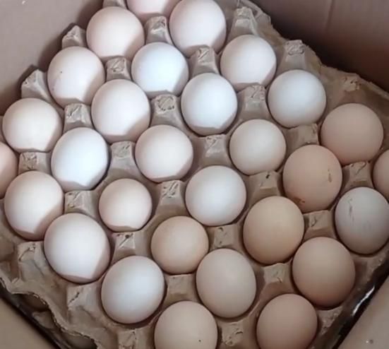 فروش تخم نطفه دار بوقلمون برنز و بیوتی|حیوانات مزرعه|تهران, بازار|دیوار