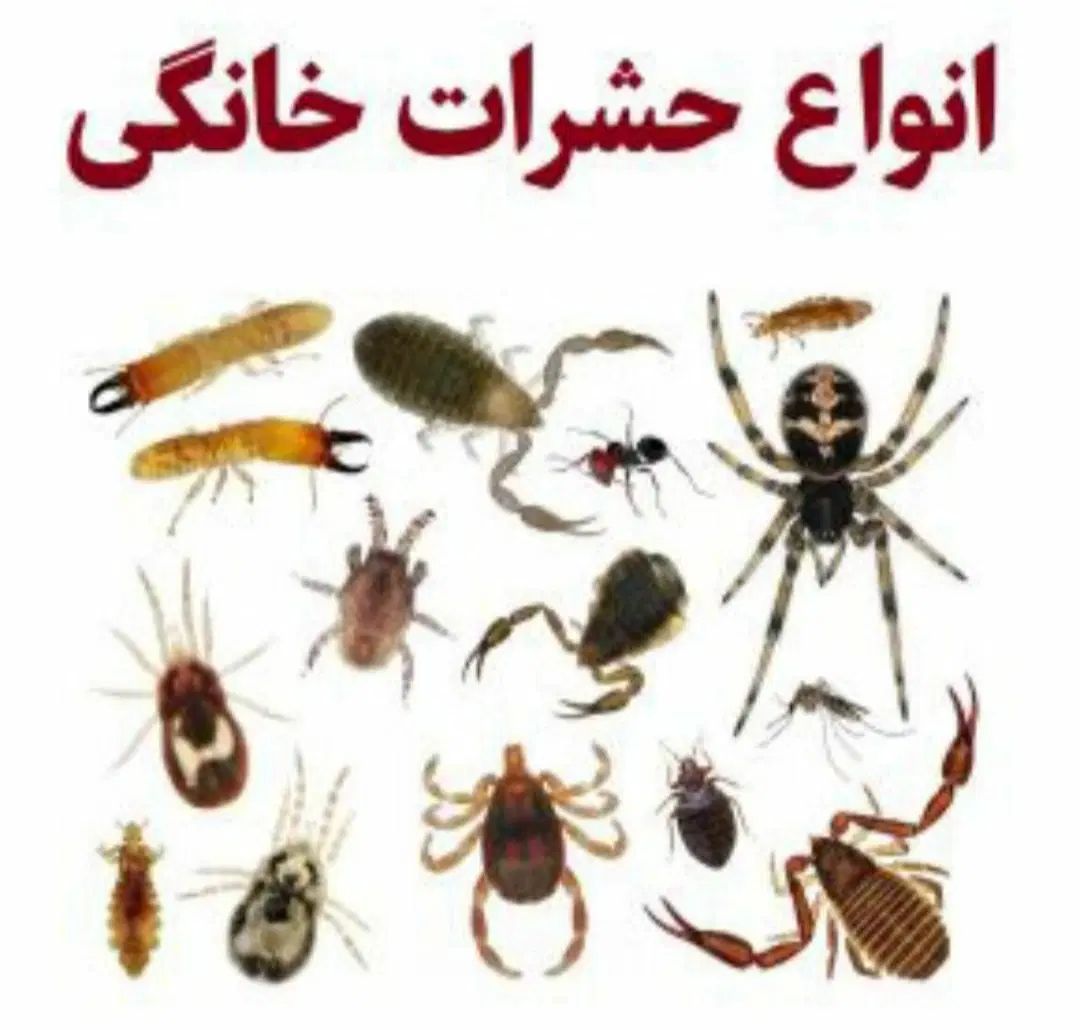 سمپاشی*موریانه زدایی*سم پاشی حشرات/کل خوزستان|خدمات نظافت|اهواز, پادادشهر|دیوار