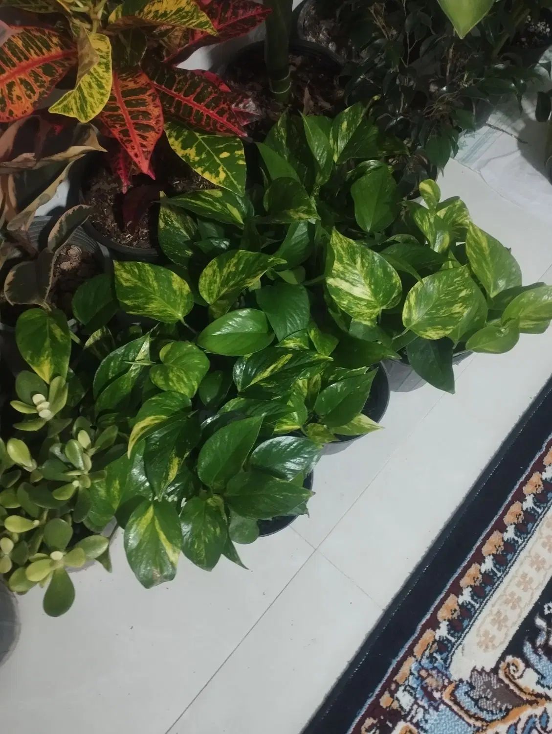 گل و گیاه،.     انواع کود برای گیاه های آپارتمانی|گل و گیاه طبیعی|گلبهار, شهر جدید گلبهار|دیوار
