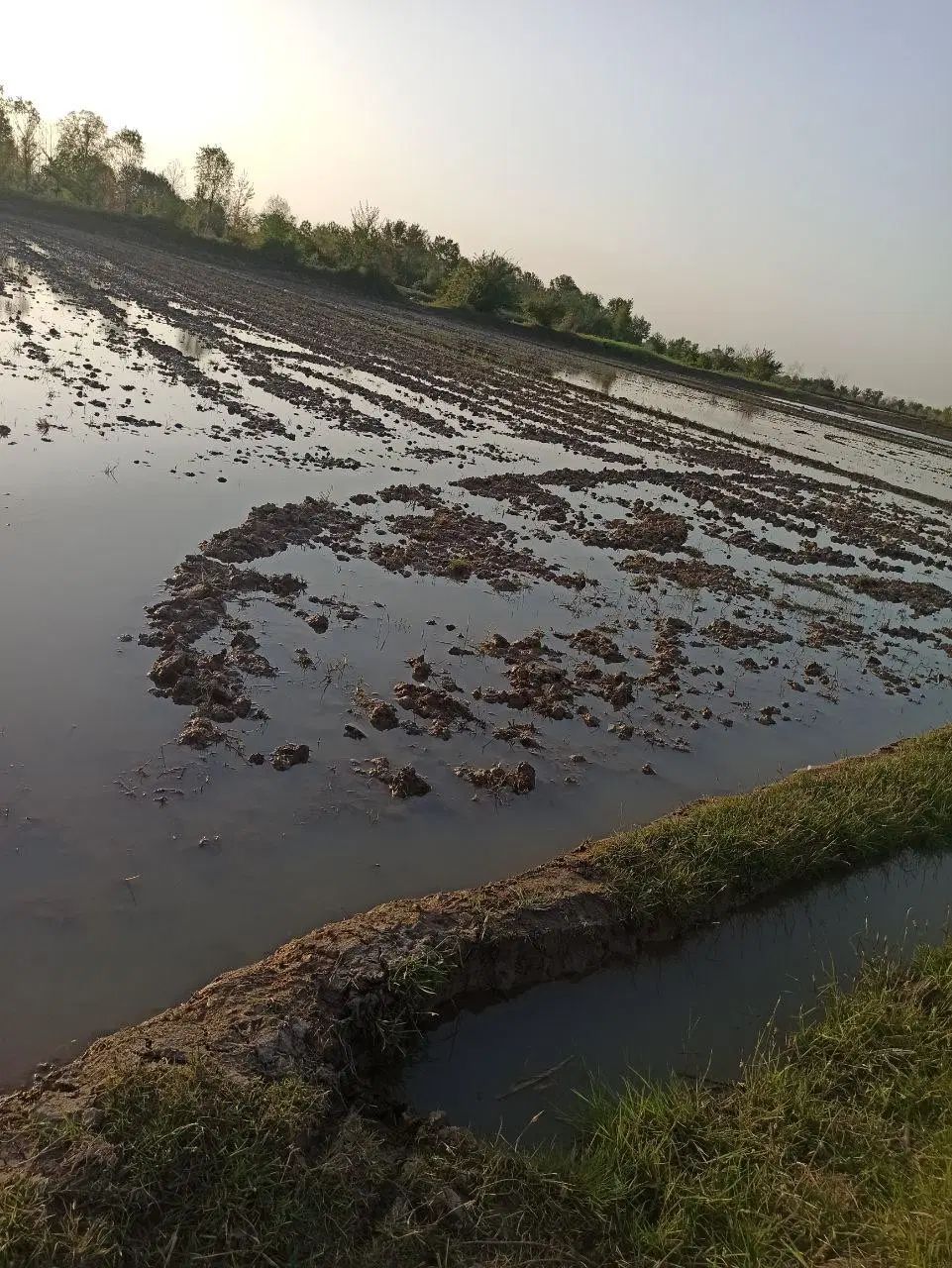 فروش زمین کشاورزی در اتوبان سراوان فومن|فروش زمین و ملک کلنگی|رشت, گلزاران|دیوار
