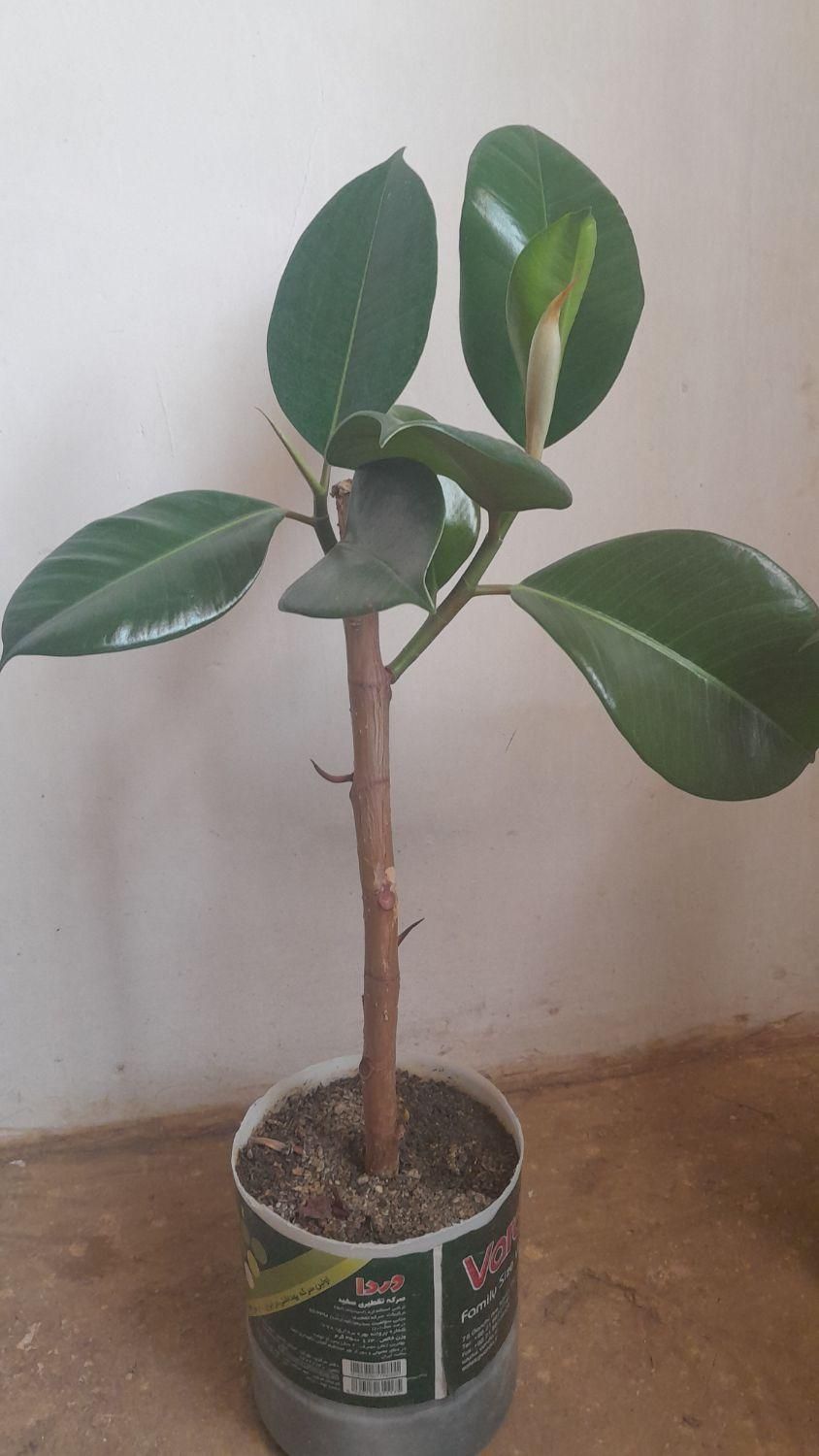 فروش گل فیکوس خانگی|گل و گیاه طبیعی|سنندج, |دیوار