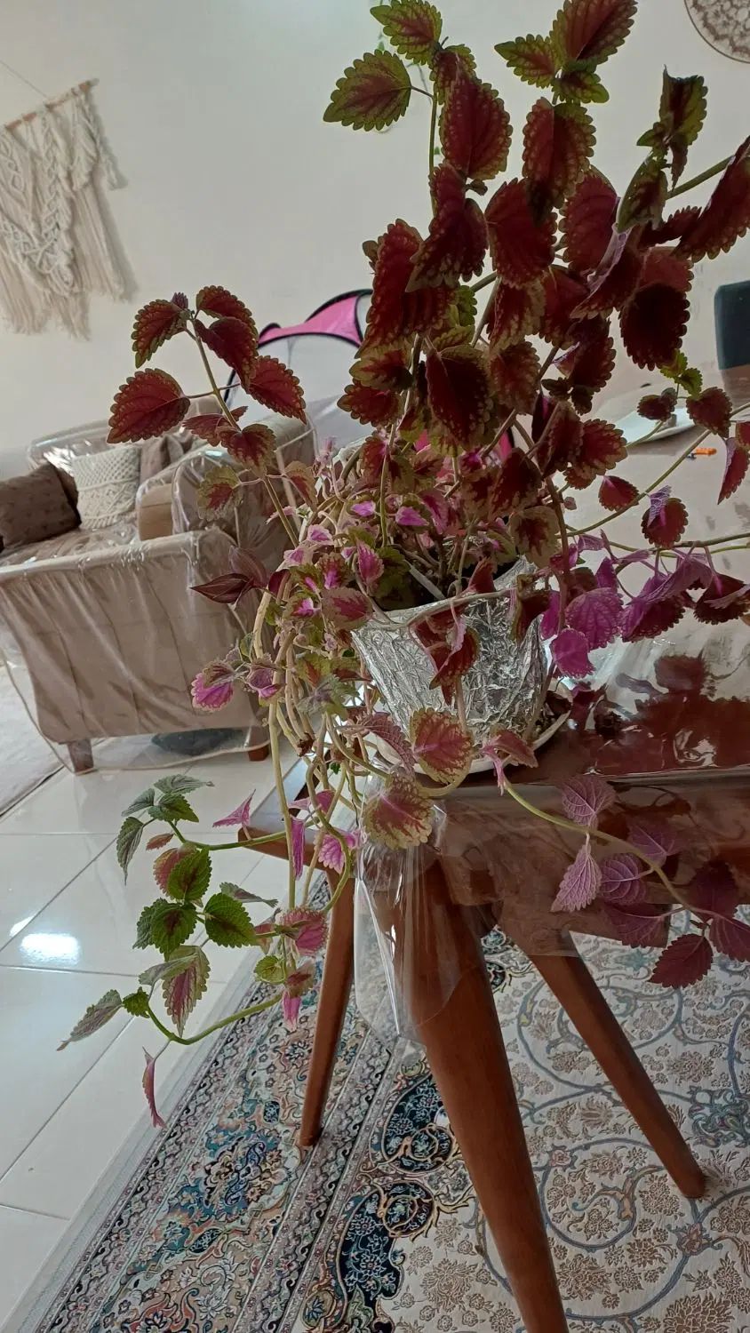 دو عدد حسن یوسف  دونه ۹۰. کاملا سر حال و شاداب|گل و گیاه طبیعی|گلبهار, شهر جدید گلبهار|دیوار
