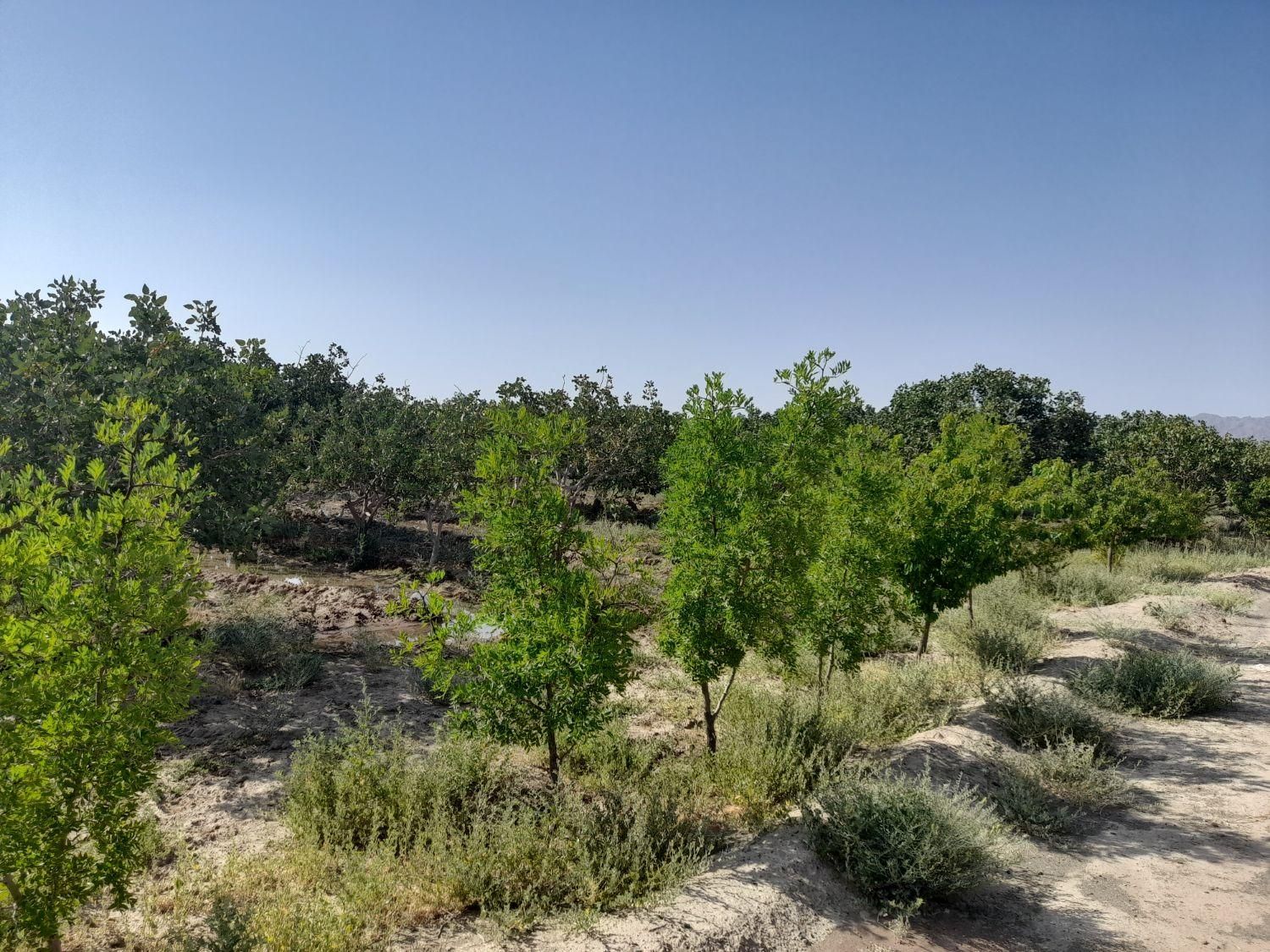 تصویر 9