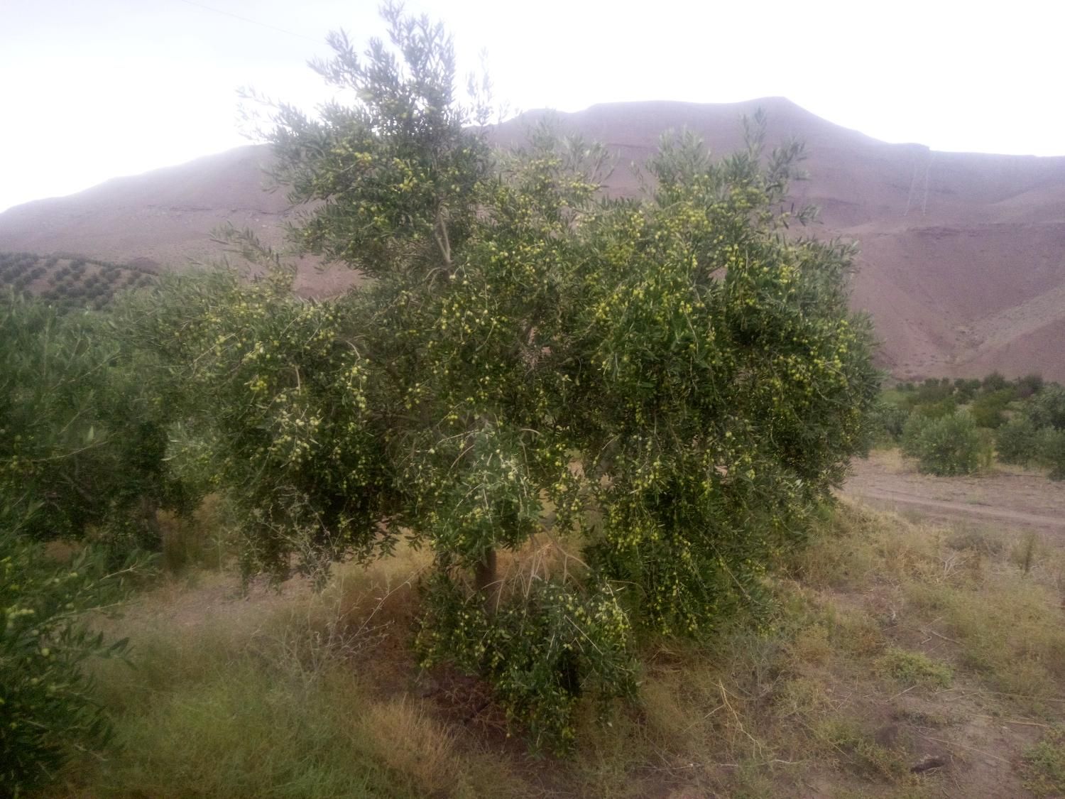 نیازمند 1000 کارگر از منطقه سیستان بویژه زابل|استخدام صنعتی، فنی، مهندسی|زابل, |دیوار