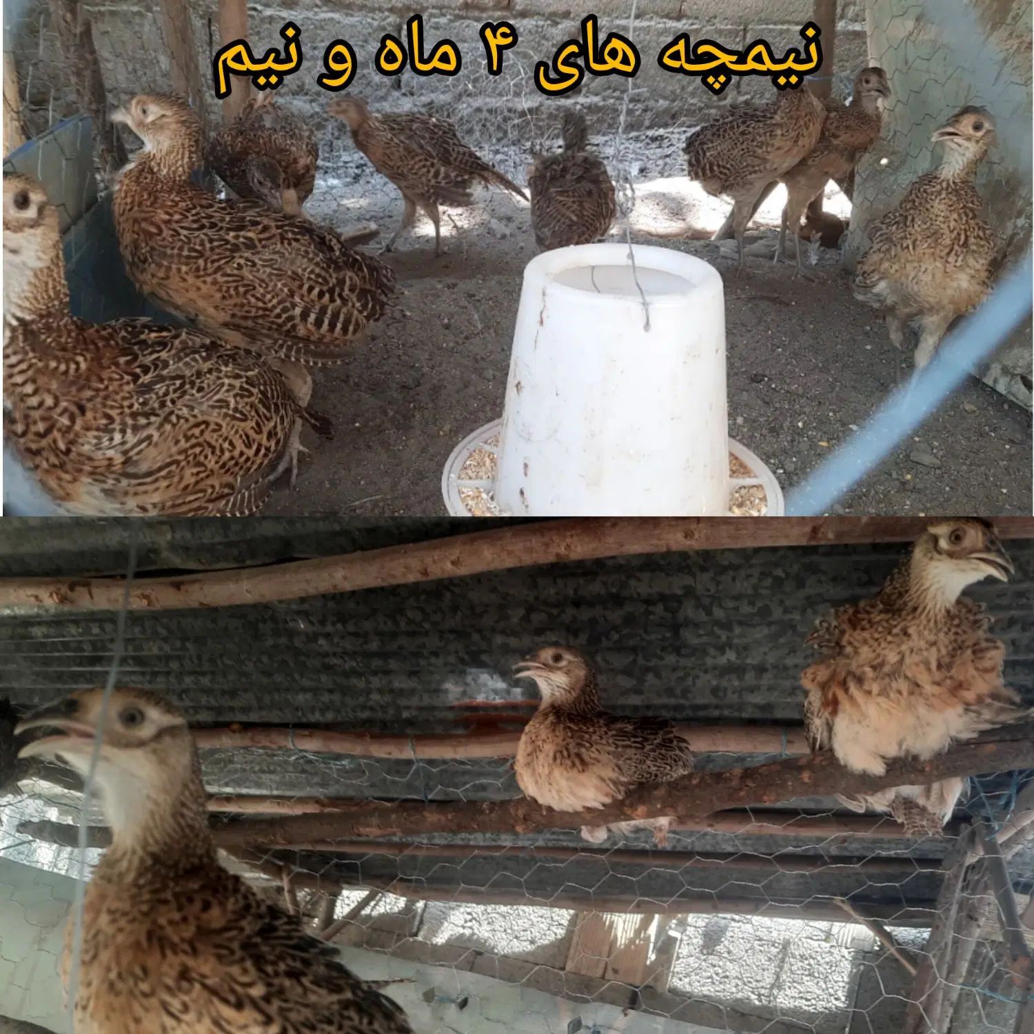 مرغ و خروس آمریکایی زینتی نیمچه نر و ماده|حیوانات مزرعه|رشت, یخسازی|دیوار