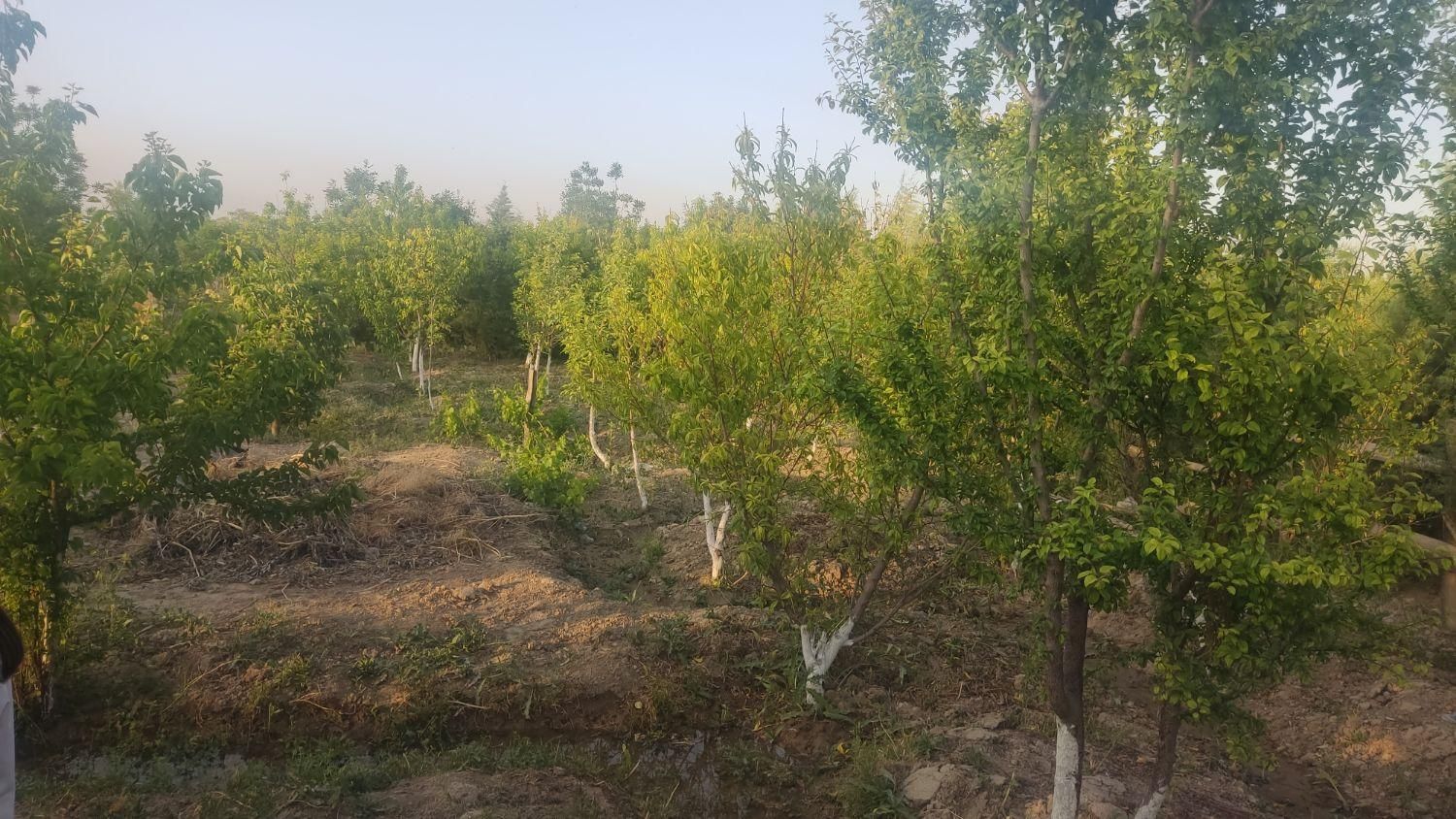 باغچه|فروش زمین و ملک کلنگی|اسلام‌شهر, کاشانک|دیوار