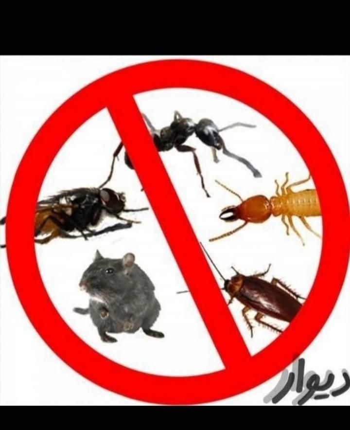 سمپاشی منزل تخصیصی و تضمینی صدرصد|خدمات نظافت|سلمانشهر, |دیوار