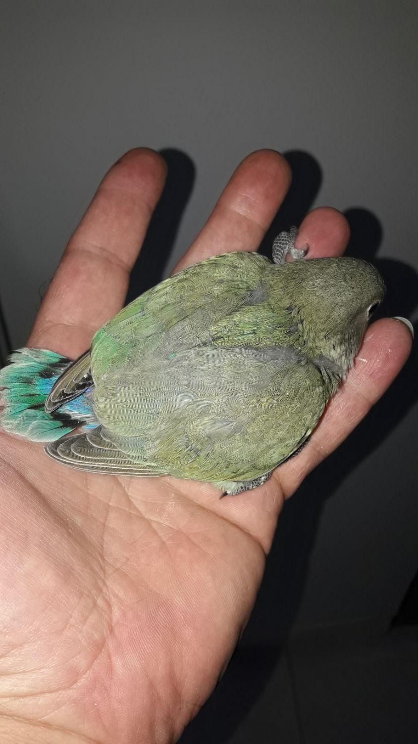 طوطی کوتوله سرلاکی و نرمه خور|پرنده|فولادشهر, A1|دیوار