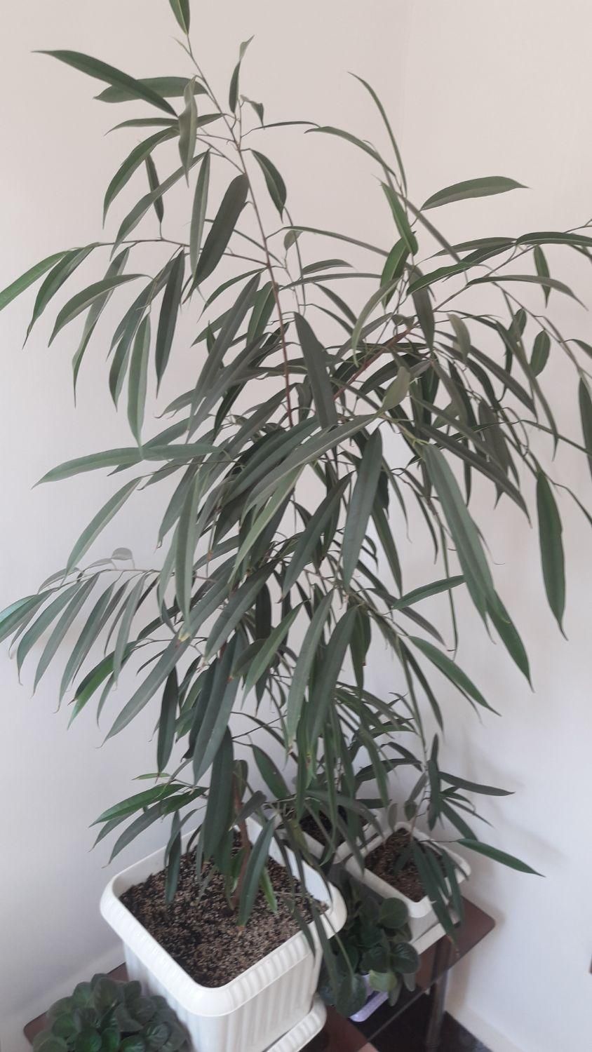 گل و گیاه فروشی|گل و گیاه طبیعی|ارومیه, |دیوار