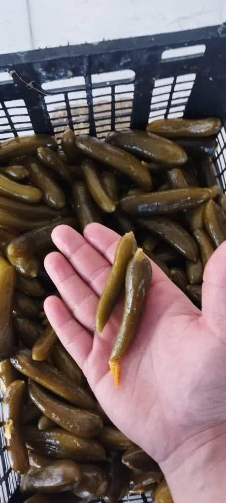 خیارشورو ترشیجات زاگرس|عمده‌فروشی|اهواز, زیتون کارمندی|دیوار