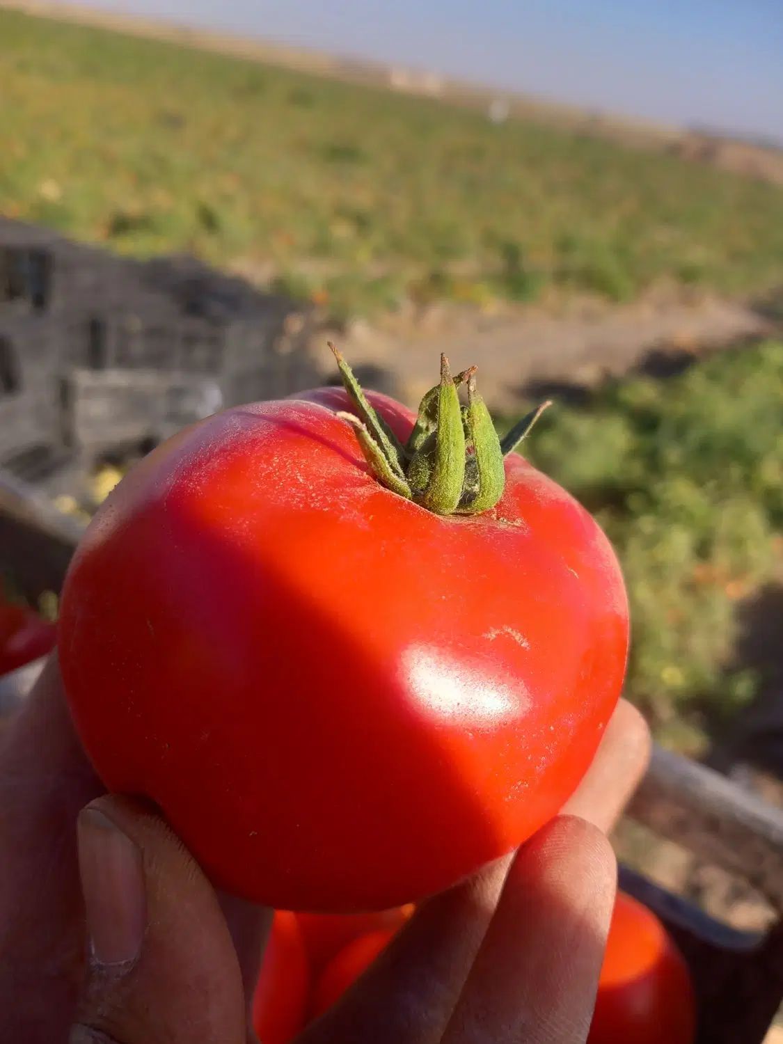 گوجه درجه ۱ با ابگیری|خوردنی و آشامیدنی|مشهد, طبرسی شمالی|دیوار