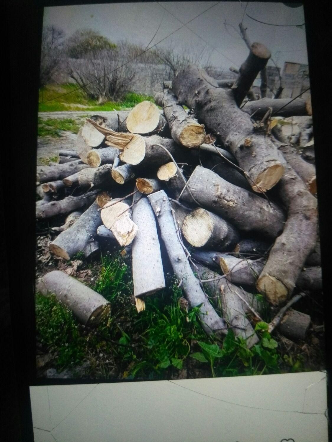 خریدوفروش انواع درخت( اکالیپتوس)مورت صنوبرابریشم|خدمات باغبانی و درختکاری|بهبهان, |دیوار