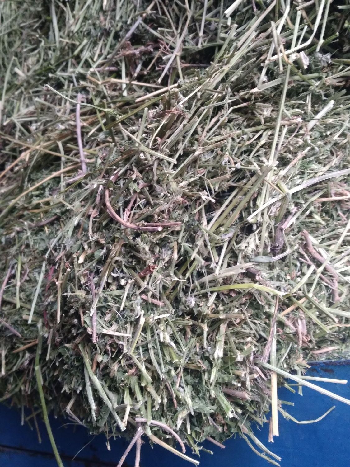 خرید و فروش یونجه خشک|خدمات باغبانی و درختکاری|قوچان, |دیوار