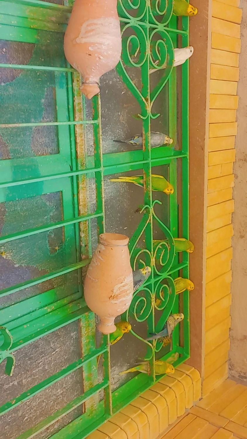مرغ عشق|پرنده|سراوان, |دیوار
