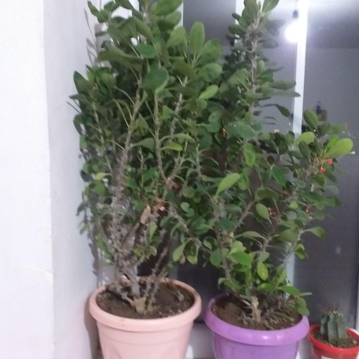 گل وگلدان|گل و گیاه طبیعی|مهاباد (آذربایجان غربی), |دیوار
