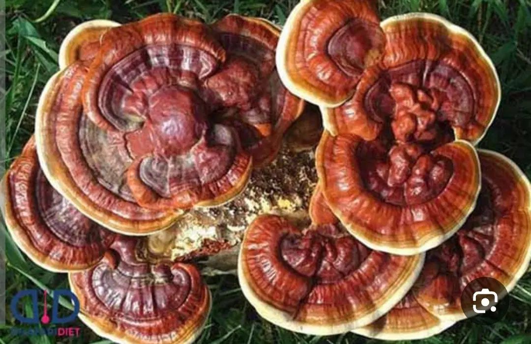 قارچ گانودرما|خوردنی و آشامیدنی|مشهد, امام خمینی|دیوار