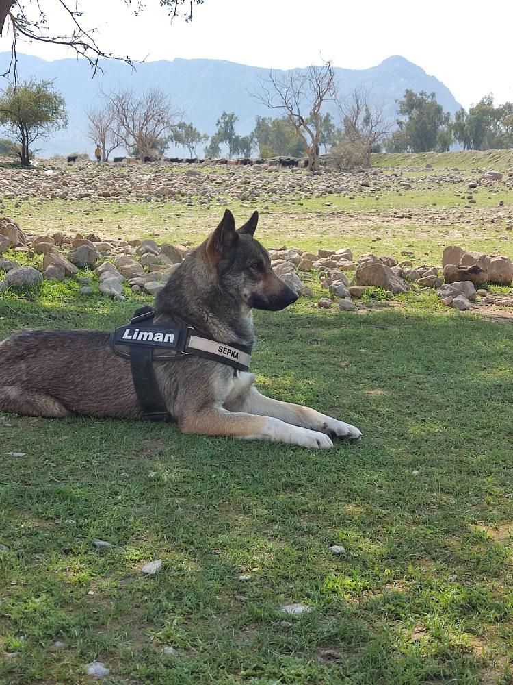 سگ گمشده|حیوانات|دوگنبدان, |دیوار