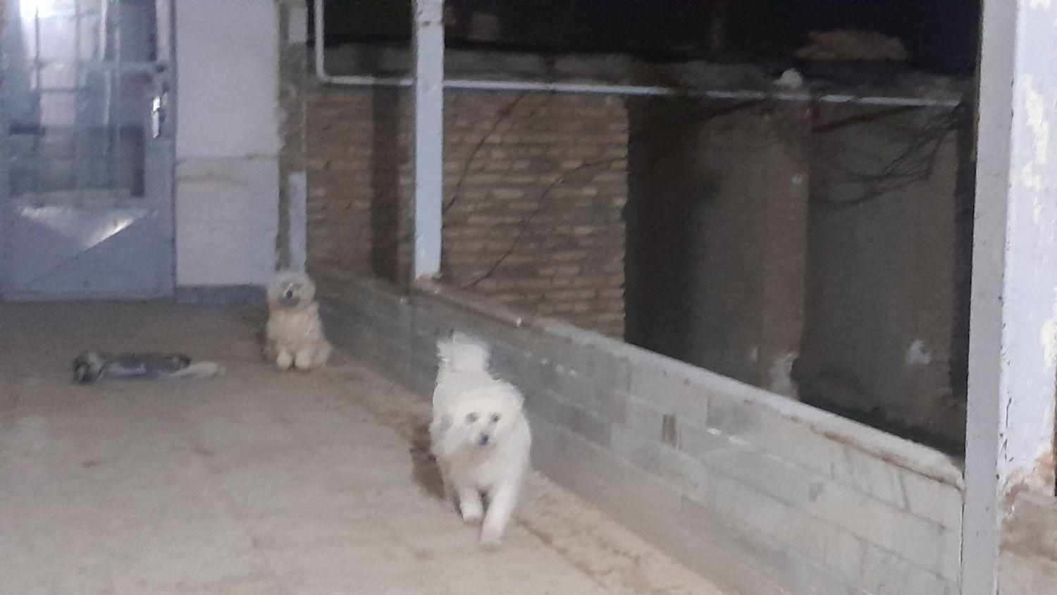 فروش دو عدد پاپی یکی شیبابا یکی شیتزو|سگ|بابا حیدر, |دیوار