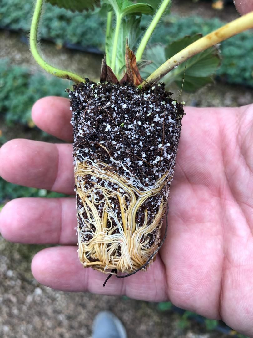 نشا توتوفرنگی|خدمات باغبانی و درختکاری|سنندج, |دیوار