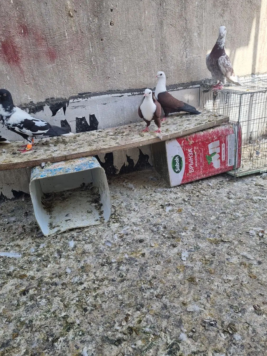 کبوتر شهرستانی نروماده|پرنده|تهران, سبلان (لشگر)|دیوار