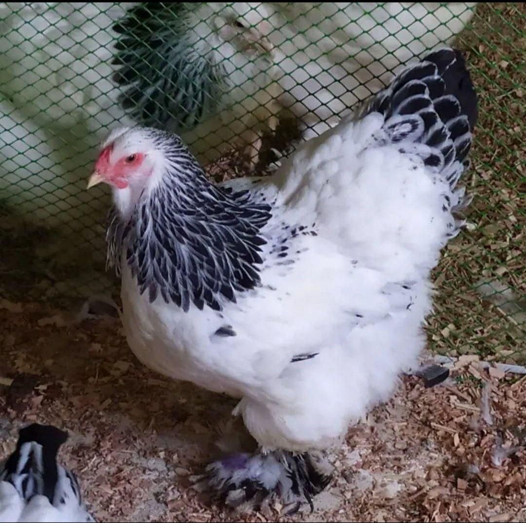 تخم،جوجه برهما لایت اصیل|حیوانات مزرعه|رشت, جانبازان|دیوار