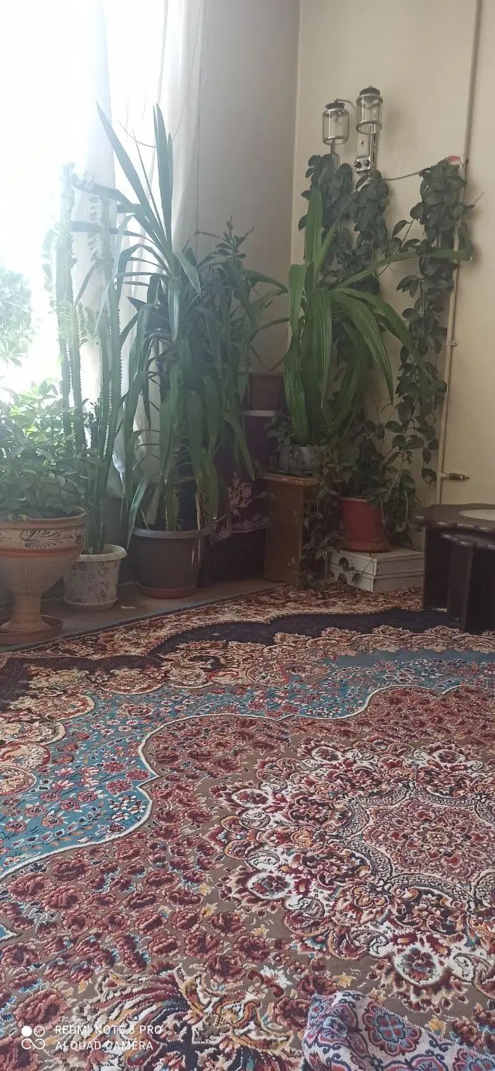 گل بزرگ طبیعی|گل و گیاه طبیعی|اصفهان, کشاورزی|دیوار