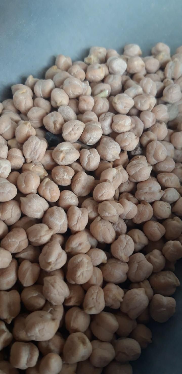 نخود تازه|خوردنی و آشامیدنی|اصفهان, لاله|دیوار