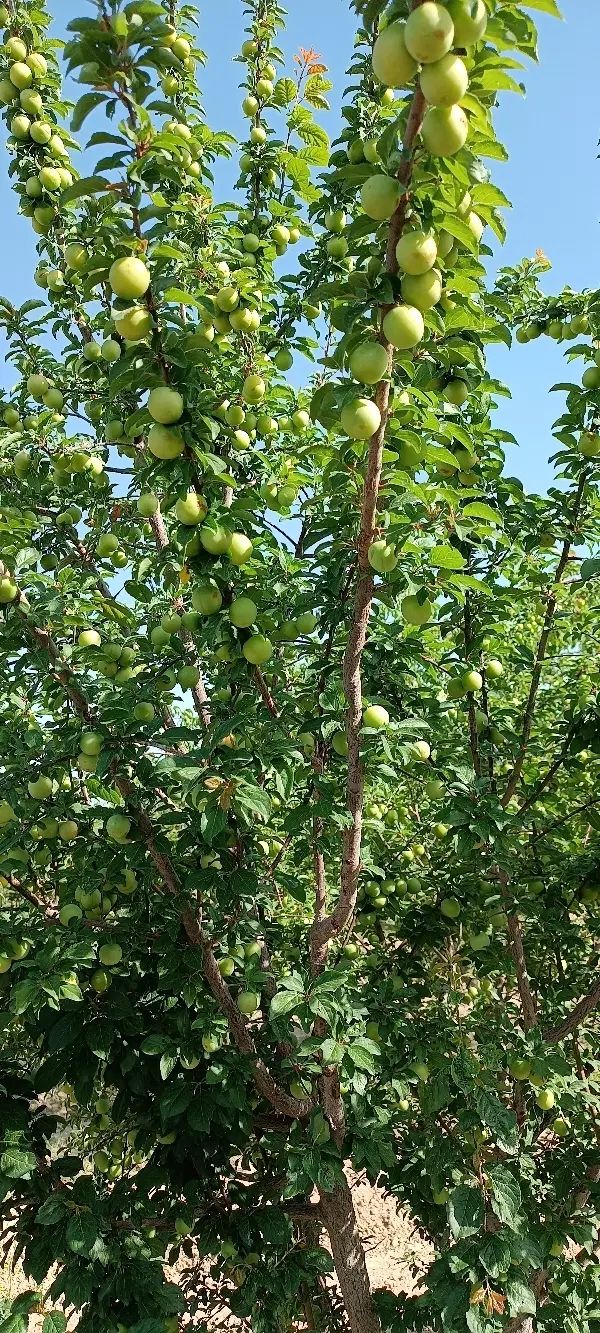 فروش باغ جاده اخلمد(روستای رضاآباد سرهنگ)|فروش زمین و ملک کلنگی|مشهد, یاس|دیوار