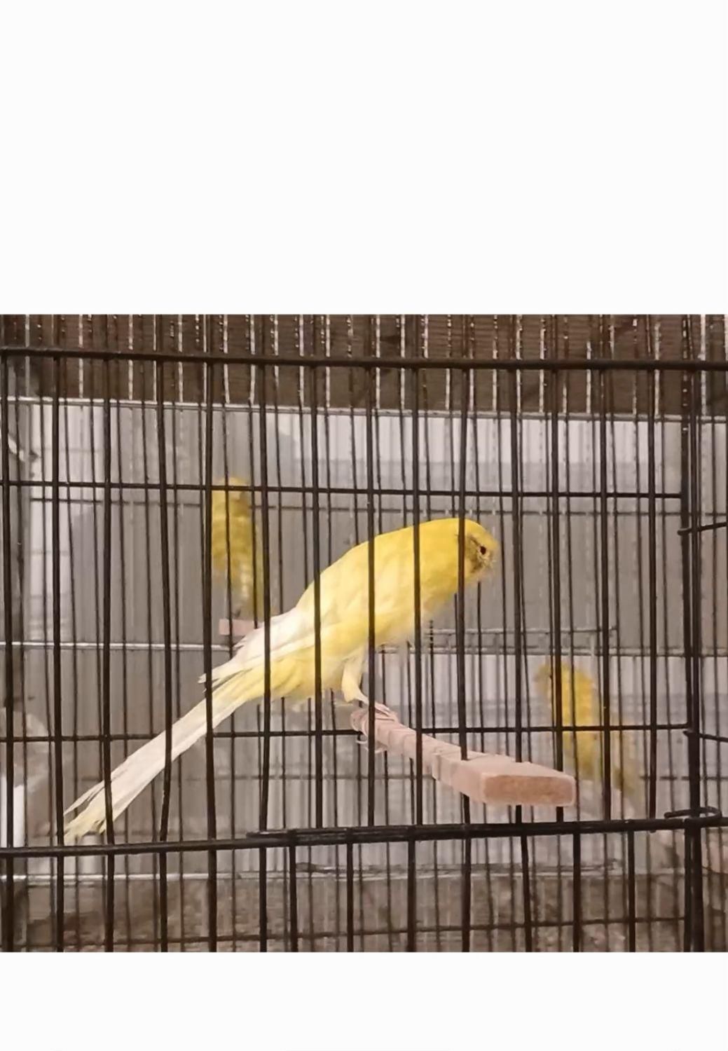 قناری رشت خرید مستقیم از سالن پرورش|پرنده|رشت, گلسار|دیوار