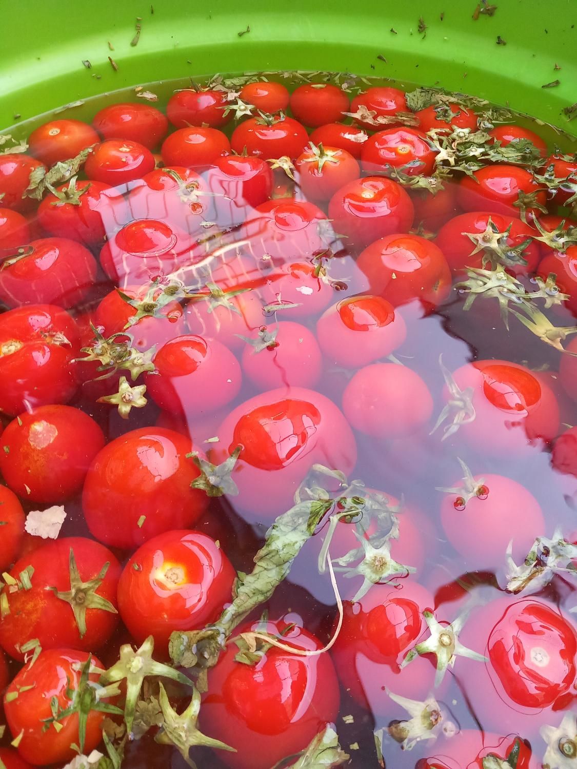 گوجه ربی درجه یک|خوردنی و آشامیدنی|اصفهان, بابوکان|دیوار
