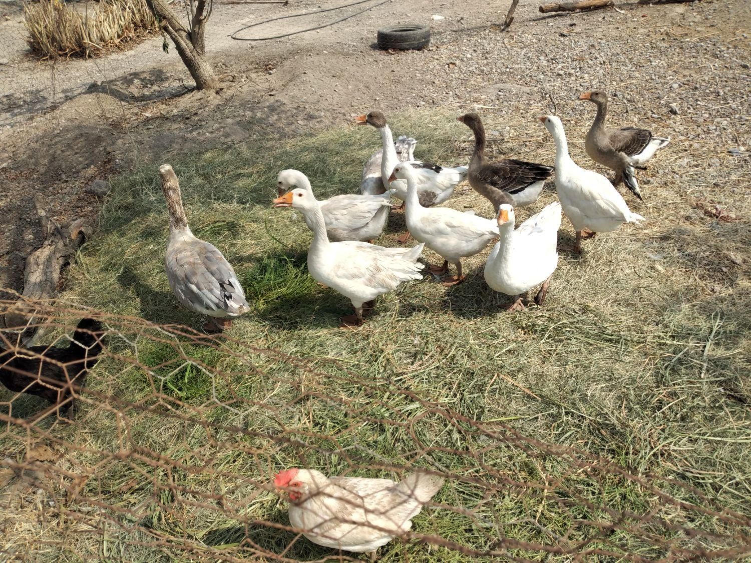 فروشی|حیوانات مزرعه|بندرعباس, |دیوار