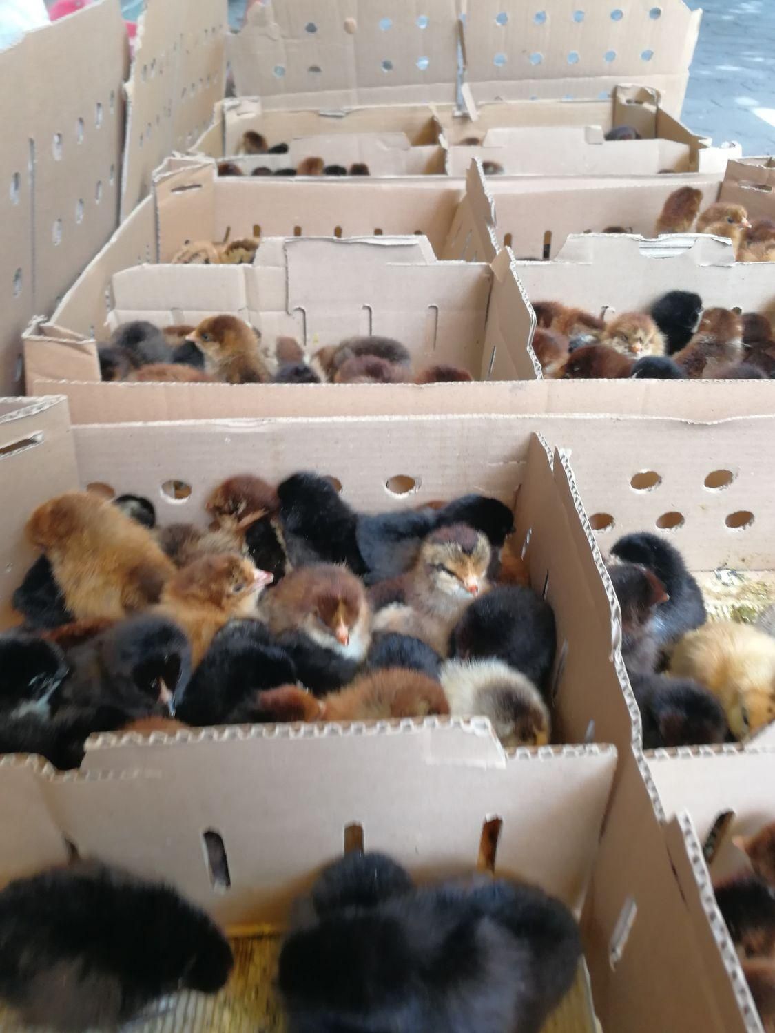 جوجه محلی گلپایگان|حیوانات مزرعه|لاهیجان, کوی خزر|دیوار