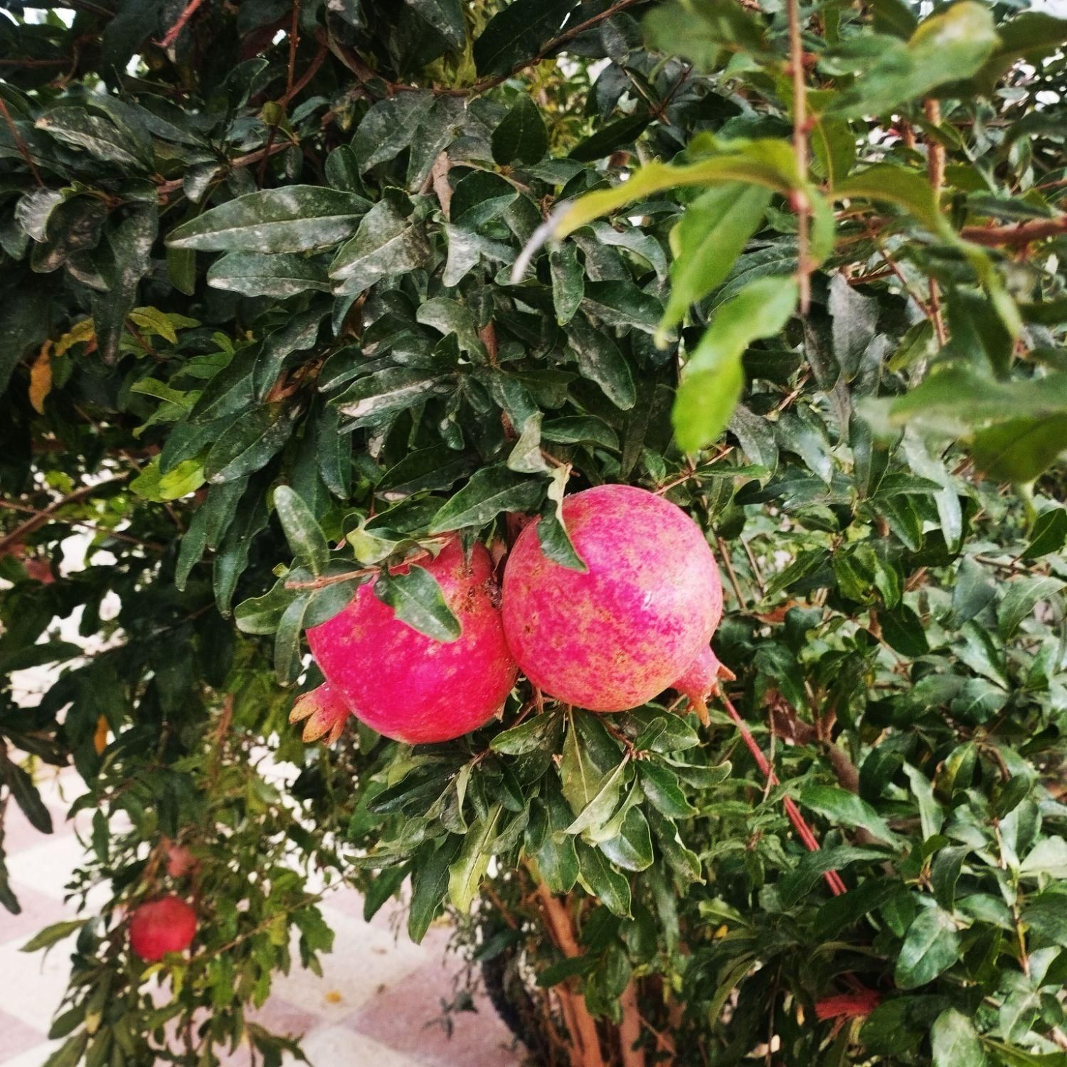 نهال انار شهرضا|خدمات باغبانی و درختکاری|اصفهان, ردان|دیوار