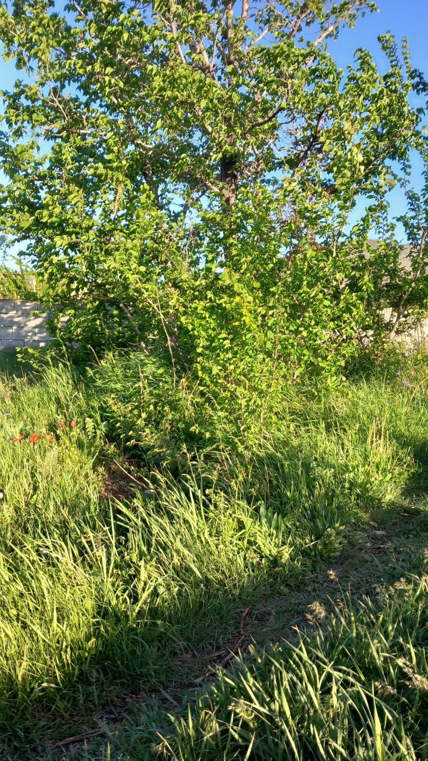 علف چیدن رسیدگی نگهداری  هستم|خدمات باغبانی و درختکاری|اراک, |دیوار