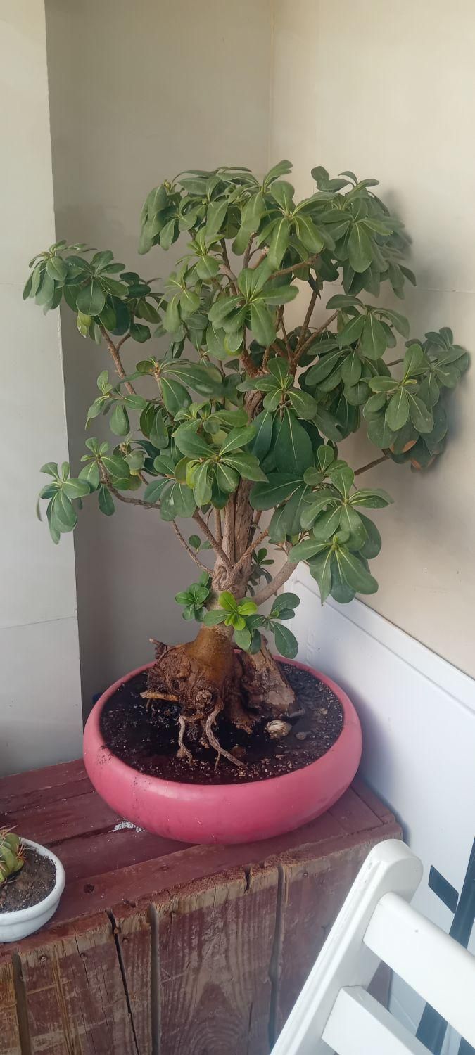 بنسای میخک هندی|گل و گیاه طبیعی|کرمان, |دیوار