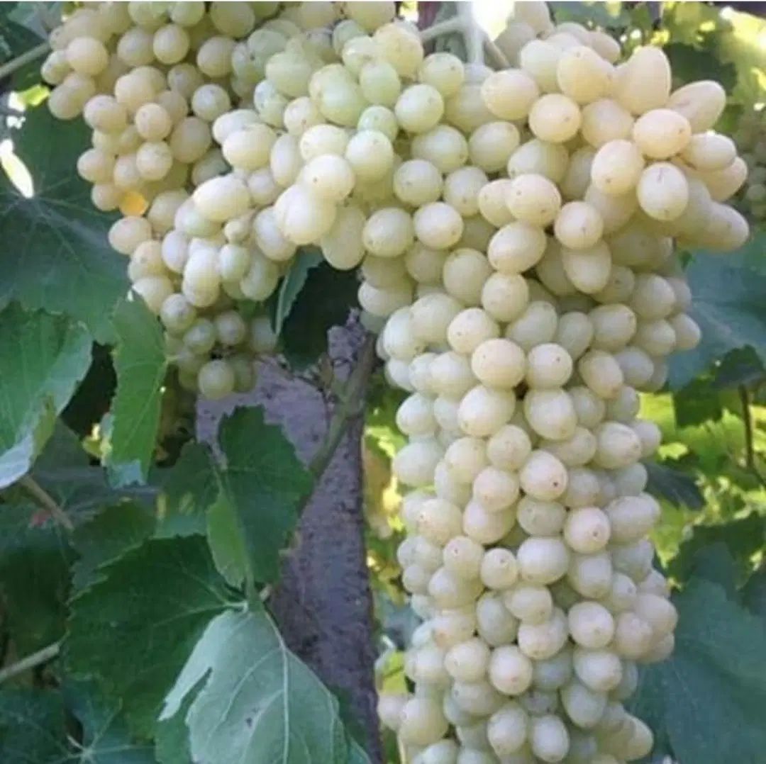 اجرا واحداث باغات داربستی وسنتی|خدمات باغبانی و درختکاری|کرمانشاه, |دیوار