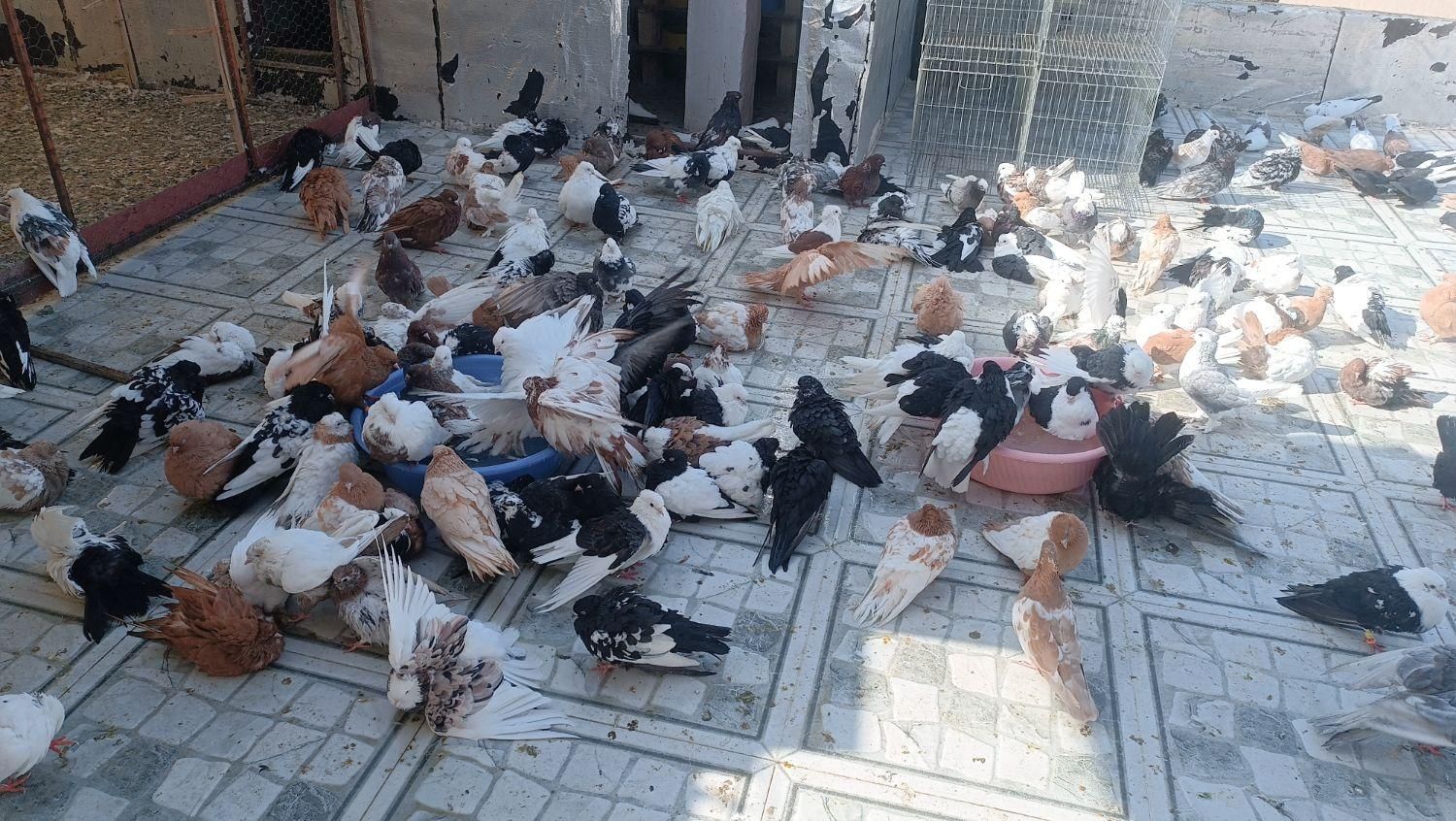 کبوتر کلکسیونی و پرشی درجه یک|پرنده|سردشت, |دیوار