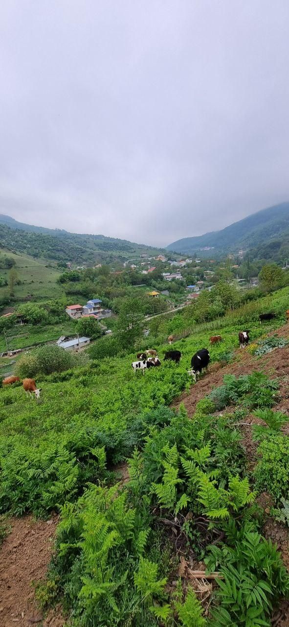 ویلای ییلاقی جنگلی نوسازتمیز  با چشم انداز زیبا .|اجارهٔ کوتاه‌مدت ویلا و باغ|پل سفید, |دیوار